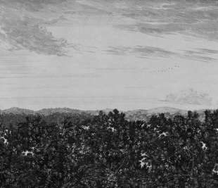 658-31_Oak-View-graphite_web