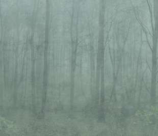 622-08_Skog_forest-green_image1_web