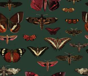 Butterflies Vert