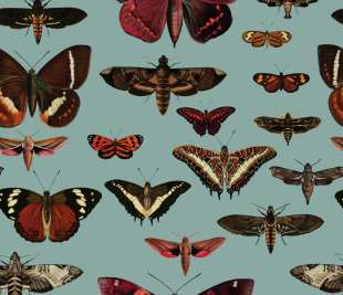 Butterflies-Turquoise