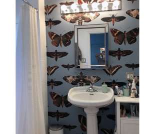 butterflies-turquoise-wallpaper (1)