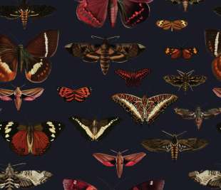 Butterflies-Navy-Blue