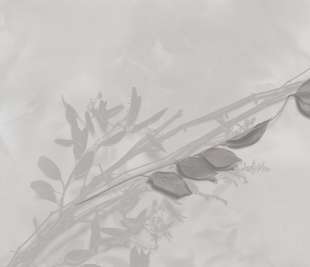 tenera-è-l’alba_glxiv501a