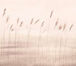 CASADECO_200081503_1_web