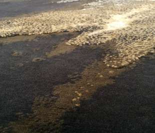 FIRE FLAMBOYANT_2_web