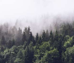 R16731_Misty-Fir-Forest_Rebel-Walls-R19-image1_web