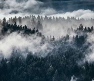 R17041_Shinrin-Yoku_Rebel-Walls-120_image1_web