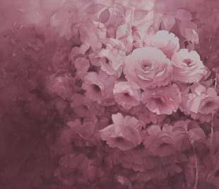 R17071_Harmony-Fuchsia_Rebel-Walls-120_image1_web