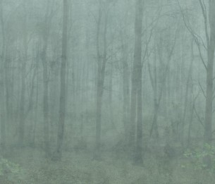Fototapeet Skog 622-08