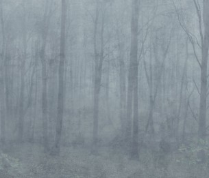 Fototapeet Skog S10106