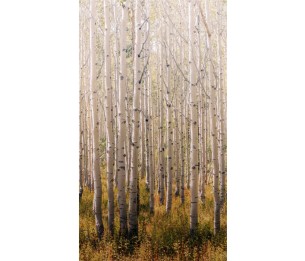 Fototapeet One Roll One Motif A42601