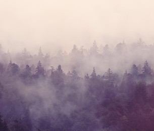 Mural Fir Forest R16001