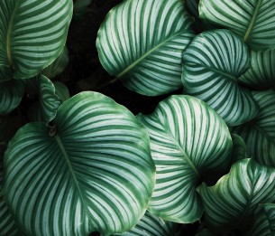 Mural Beetle Valley R15831