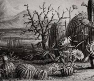 Mural Cactus Garden R15741