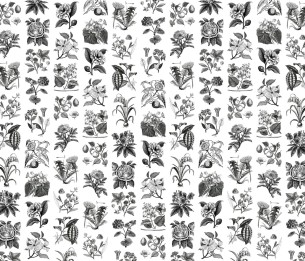 Mural Fruit & Flora R13171