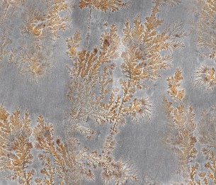 Wall Mural Octocorallia GLFO121A