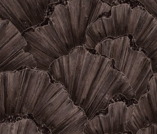 Mural Tridacna 300986/300900