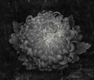 Fototapeet Gotti 570322201