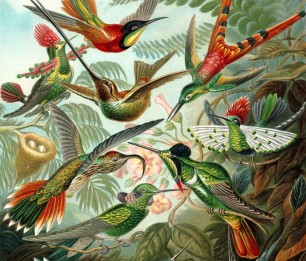 Fototapeet XL Birds Tropical Jungle 158954