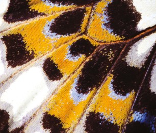 Fototapeet Mariposa NICA 87313418 (S)