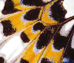 Fototapeet Mariposa NICA 87323418 (M)