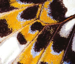 Fototapeet Mariposa NICA 87333418 (L)