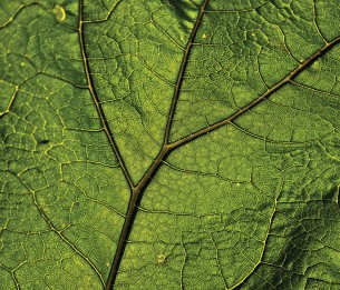 Fototapeet 13569VE XXL*