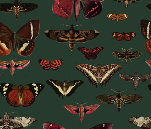 Valokuvatapetti Butterflies Vert