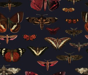 Valokuvatapetti Navy Blue Butterflies