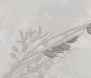 Wall Mural Tenera e l’alba GLXIV501A