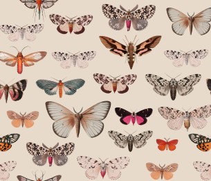 Valokuvatapetti Colorful Butterfly Light Beige
