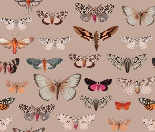 Valokuvatapetti Colorful Butterfly Pink