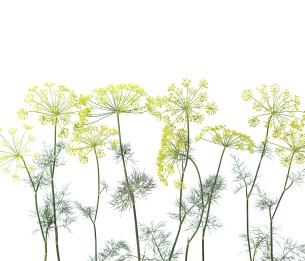 Mural Crown of Dill R12951