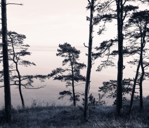 Mural Old Pine Trees R13021