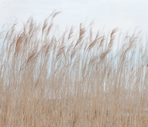 Mural Swaying Reed R13602