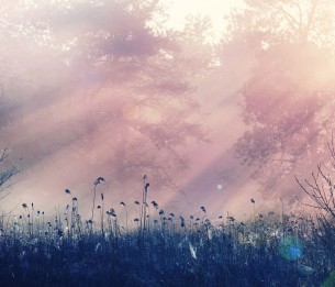 Mural Pink Dawn R15361