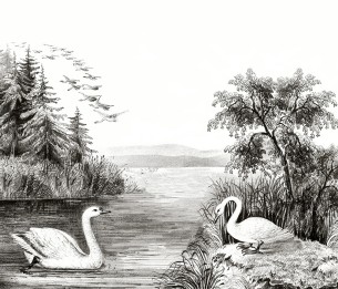 Mural Swan Lake R16221