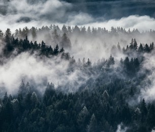 Mural Shinrin-Yoku R17041