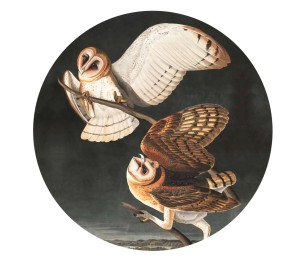 Isekleepuv tapeet Dots Owls