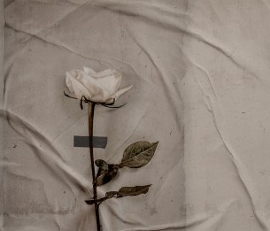 Фотообои Rose LWI1037A