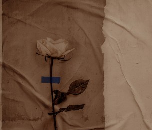 Фотообои Rose LWI1037B