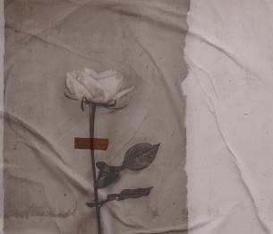 Фотообои Rose LWI1037C