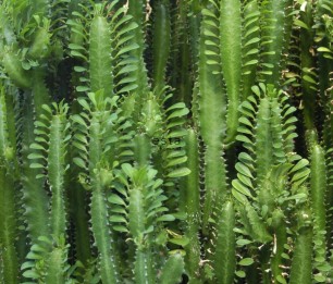 Mural XL Cactus Wall 158830