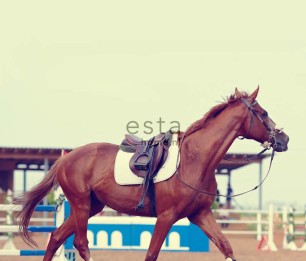 Фотообои XL Brown Horse 158806