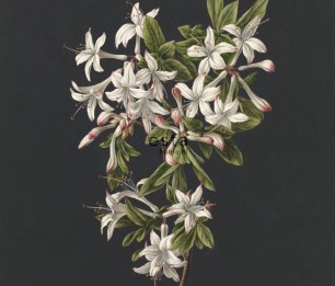 Fototapeet XL Azalea Branch 158885