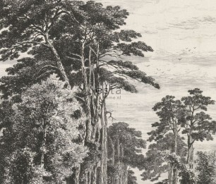 Fototapeet XL Pine Trees Engraving 158886