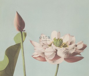 Fototapeet XL Lotus Flower 158890