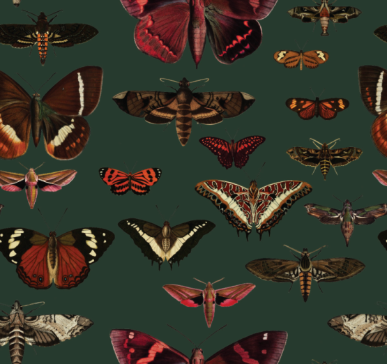 Fototapeet Butterflies Vert