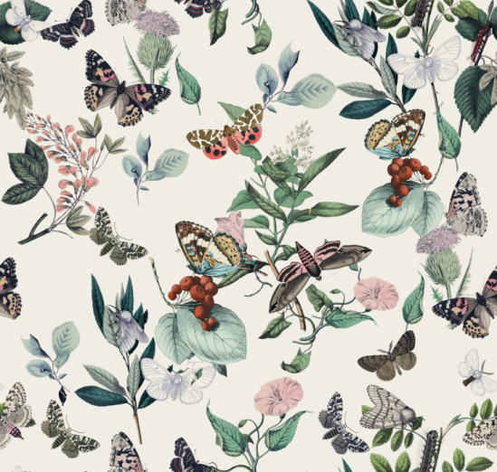 Fototapeet Butterfly Rowan