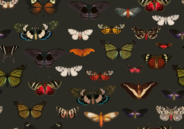 Fototapeet Colorful Butterfly Green